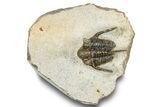 Bargain, Spiny Cyphaspis Trilobite - Ofaten, Morocco #251017-3